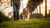 Does Walking Help Dogs Lose Weight? A Comprehensive Guide for Pet Owners