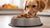 Does Wet Dog Food Cause Bad Breath? Insights and Solutions