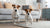 Does Wet Dog Food Cause Diarrhea? Understanding the Link to Keep Your Dog Healthy