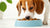 Does Wet Dog Food Cause Plaque? Understanding the Impact of Dog Diet on Dental Health