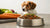 Does Wet Dog Food Cause Soft Stool? Understanding the Connection