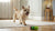 Does Wet Dog Food Contain Water? Understanding Your Dog's Diet