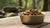 Does Wet Dog Food Go Bad If Left Out? Essential Guidelines for Pet Owners