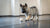 Does Wet Dog Food Have Water in It? Understanding Moisture Content and Its Impact on Your Dog’s Health