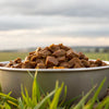 Does Wet Dog Food Help Gain Weight? Understanding the Impacts of Diet on Canine Health