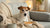 Does Wet Dog Food Help with Dehydration? Understanding Hydration Benefits for Your Canine Companion