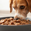Does Wet Dog Food Help with Diarrhea? Understanding the Role of Diet in Dog Digestive Health