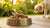 Does Wet Dog Food Hydrate Dogs? Here’s What Pet Owners Need to Know