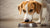 Does Wet Dog Food Make Dogs Poop More? Understanding the Impact of Diet on Your Dog's Digestive Health