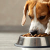 Does Wet Food Cause Soft Stool in Dogs? Understanding the Impact of Dietary Choices