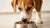 Does Wet Food Give Dogs Diarrhea? Understanding the Connection