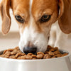 Does Wet Food Help Dogs Gain Weight? A Comprehensive Look at Canine Nutrition