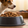 Does Wet Food Hydrate Dogs? A Comprehensive Look at Your Dog's Diet