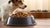 Does Wet Food Hydrate Dogs? A Comprehensive Look at Your Dog's Diet