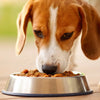 Does Wet Food Make Dogs Fat? Exploring the Relationship Between Canine Diet and Weight Management