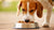 Does Wet Food Make Dogs Fat? Exploring the Relationship Between Canine Diet and Weight Management