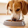 Does Wet Food Make Dogs Pee More? Understanding the Impact of Diet on Your Dog's Hydration