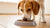 Does Wet Food Make Dogs Pee More? Understanding the Impact of Diet on Your Dog's Hydration