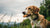 Does Your Dog Eat Biscuits? Understanding the Best Treats for Our Furry Friends-140922093807