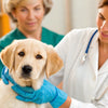 Dog Vaccines and Weight: Are Dog Vaccines Given By Weight?