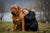Dogue de Bordeaux Personality Traits: The Gentle Giant