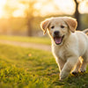 Duration of Puppy Food Diet for Dogs: An In-Depth Guide for Pet Owners
