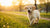 Duration of Puppy Food Diet for Dogs: An In-Depth Guide for Pet Owners