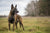 Dutch Shepherd Personality Traits: What to Expect