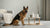 Easy and Healthy 2 Ingredient Homemade Dog Treats