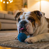 Easy Homemade Dog Treats Recipes: Crafting Delicious Snacks for Our Furry Friends