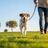 Effective Strategies on How to Get Your Dog to Lose Weight Quickly