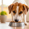Effective Strategies on How to Help Your Dog Gain Weight Fast