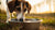 Effective Strategies on How to Keep Your Dog from Dumping Water Bowl-140793839855