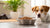 Effective Strategies on How to Keep Your Dog from Eating Cat Food