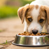 Effective Strategies on How to Make a Puppy Eat Dog Food