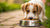 Effective Strategies on How to Make a Puppy Eat Dog Food