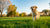 Effective Strategies on How to Reduce a Dog's Weight for a Healthier Life