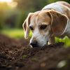 Effective Strategies on How to Stop Dog Digging