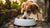 Effective Strategies on How to Stop Dog Tipping Water Bowl