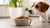 Effective Strategies on How to Stop Your Dog From Eating Cat Food-140297470191