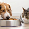 Effective Strategies to Stop Your Dog from Eating Cat Food