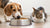 Effective Strategies to Stop Your Dog from Eating Cat Food