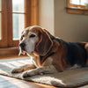 Elevate Your Pup's Treat Game with Homemade High Protein Dog Treats