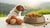 Elevating Your Dog's Diet: Homemade Dog Food with Eggs