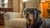 English Cocker Spaniel Temperament: What Every Dog Lover Should Know