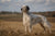 English Setter Personality Traits and Temperament