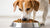 Enhancing Your Dog’s Diet: The Benefits of Homemade Dog Food Mixed with Kibble