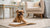 Enhancing Your Dog's Diet: What to Add to Dogs Dry Food