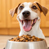 Enhancing Your Dog’s Dining Experience: How to Make Dog Kibble Taste Better