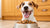 Enhancing Your Dog’s Dining Experience: How to Make Dog Kibble Taste Better